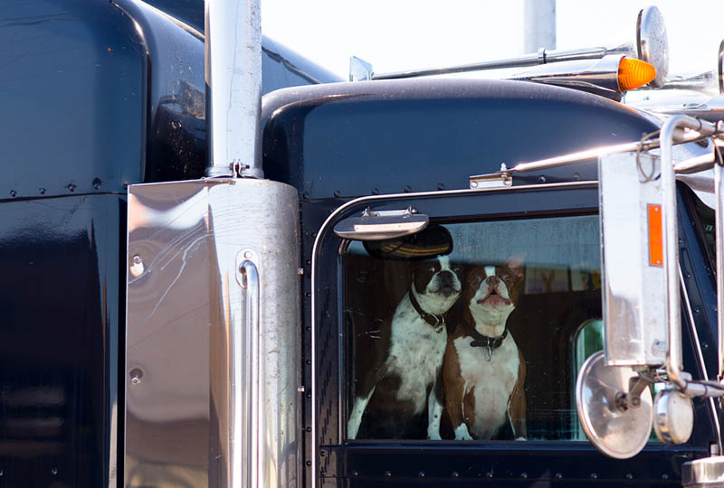 trucking companies that allow dogs